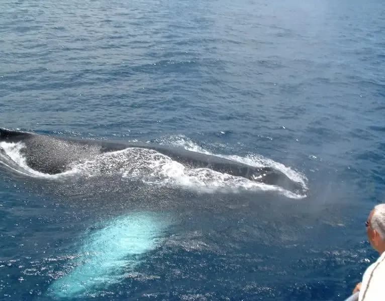 Private Premium Whale & Dolphin Safari