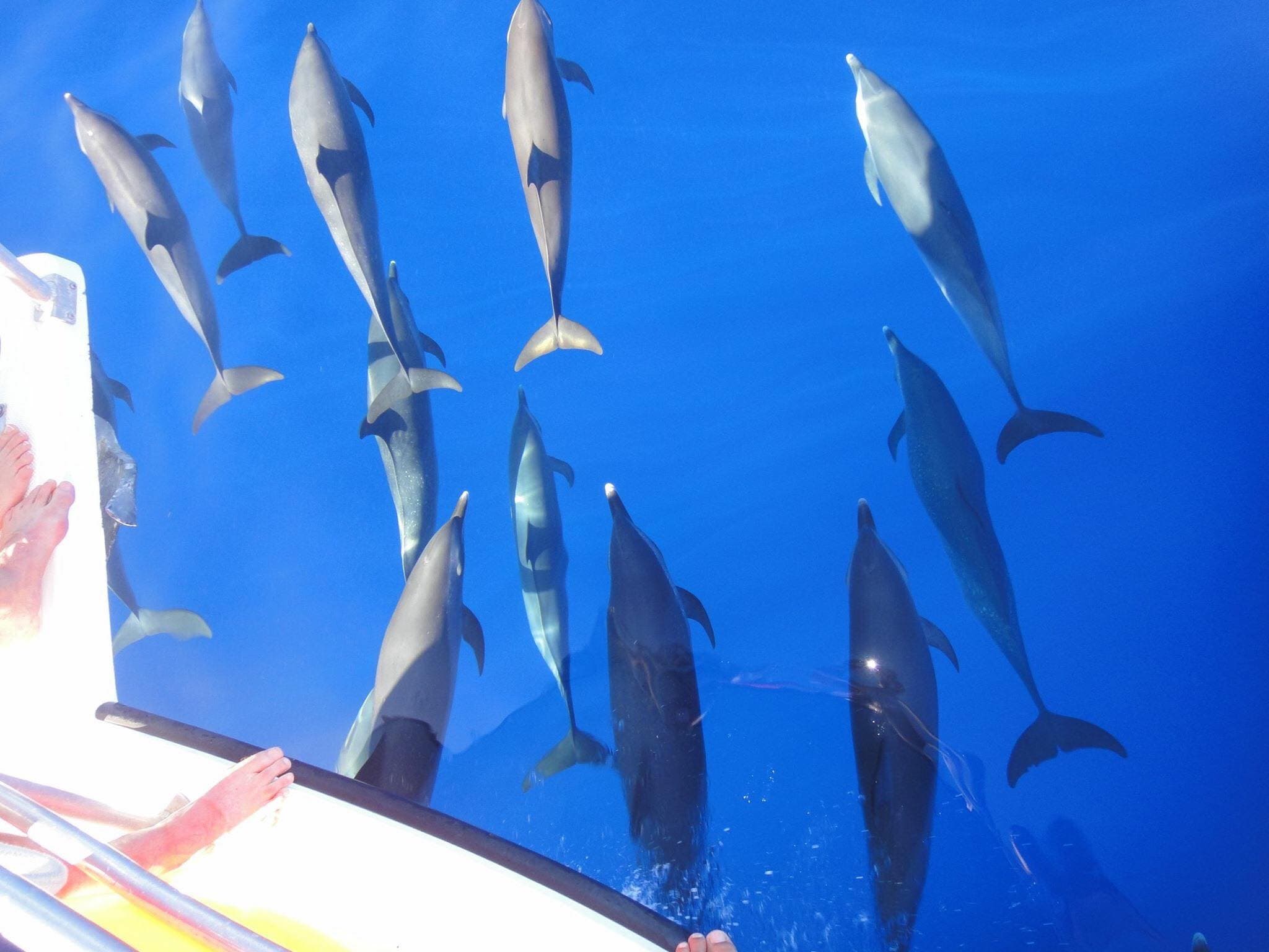Whale Watching